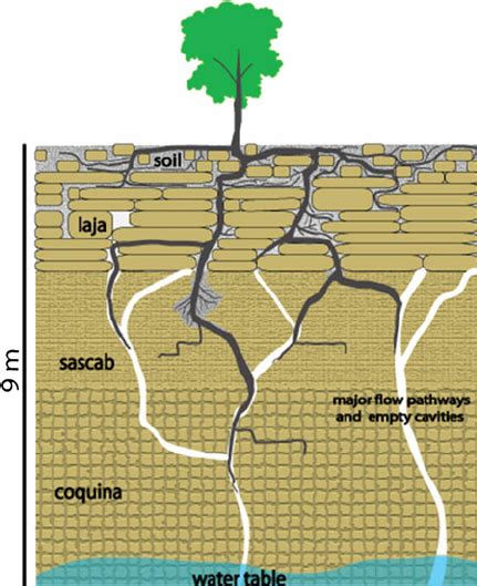 Schematic Representation Of The Rhizosphere In The Yucatán Karst