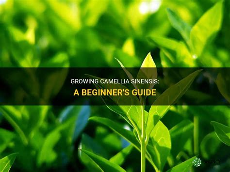 Growing Camellia Sinensis: A Beginner's Guide | ShunCy