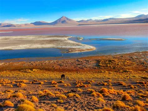 From La Paz Day Uyuni And Red Lagoon Tour With Bus Ride Getyourguide