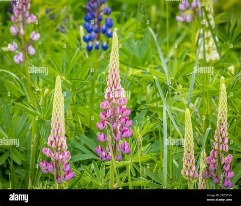 Bluebonnet Lupine Hi Res Stock Photography And Images Alamy