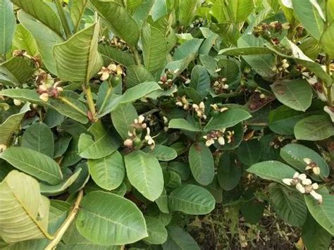 Full Sun Exposure Green Lalit Guava Plant For Outdoor At Rs Plant