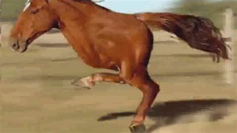 Funny Horse Video Youtube