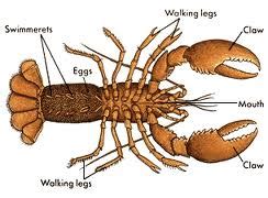 Lobster Anatomy Diagram Label