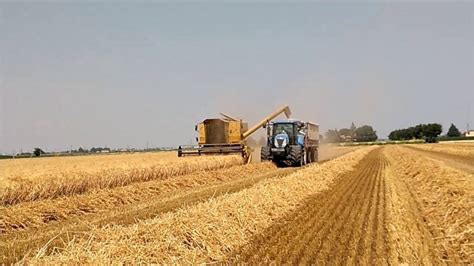 Trebbiatura Coldiretti Cuneo La Siccit Taglia Fino Al Del