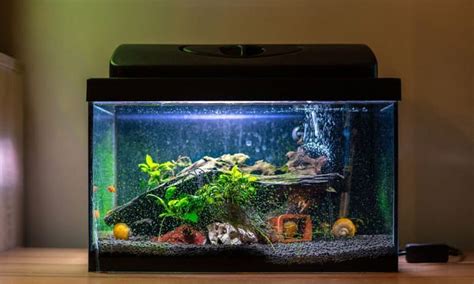 Dimensions of a 20 Gallon Fish Tank (Size Chart Included)