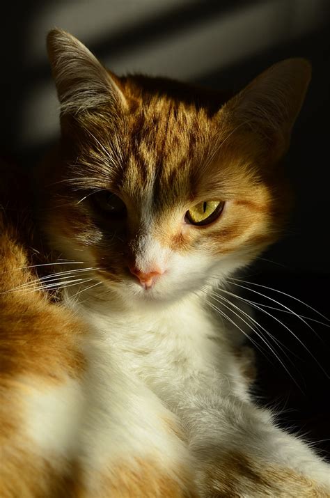 Gato Naranja Mascota Foto Gratis En Pixabay Pixabay