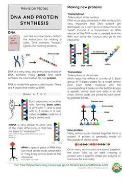 DNA And Protein Synthesis Handout And Practice Questions By Science Sauce