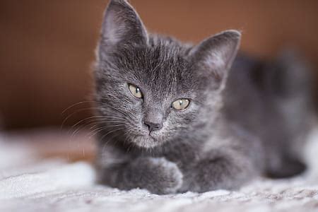 royalty  photo tilt shift lens photography  gray cat pickpik