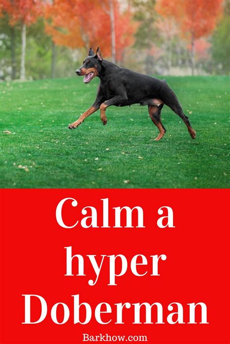 How to Calm a Hyper Doberman - Training Tips