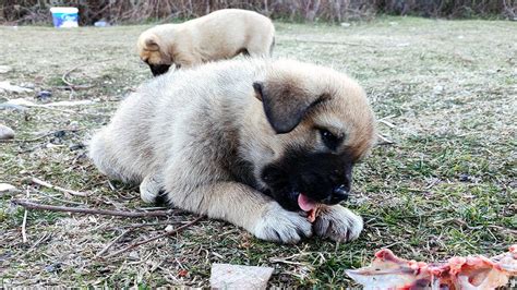 Sevimli Köpeğin Yemek Yemesi YouTube