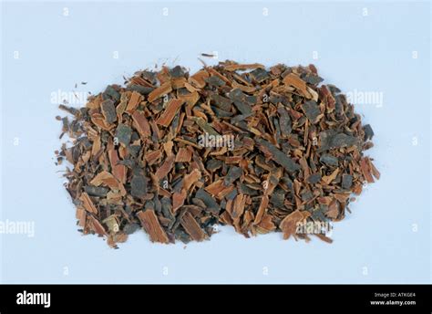 Alder Buckthorn bark Stock Photo - Alamy