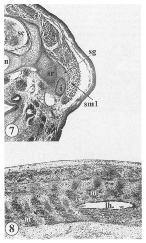 Transverse Section In The Plane Of The Sacral Rib Through The Embryo Of