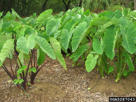 Coco Yam Wild Taro Colocasia Esculenta Arales Araceae