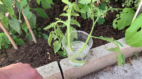 Ogs—easiest Way To Propagate Tomato Plants Part 2 Youtube