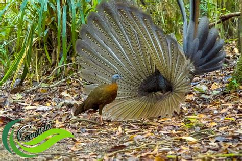 Burung Kuau Raja Si Raksasa Bermata Seratus Yang Terancam Punah