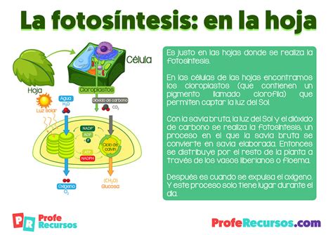 La Fotosíntesis De Las Plantas Ciencias Naturales Primaria