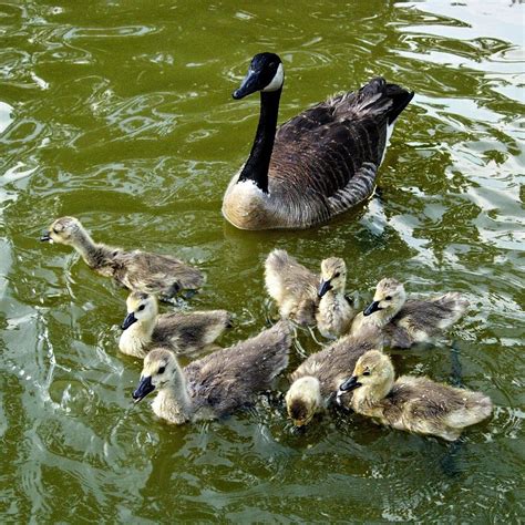 Mother Goose With Babies Photograph By Robert Richardson Fine Art America