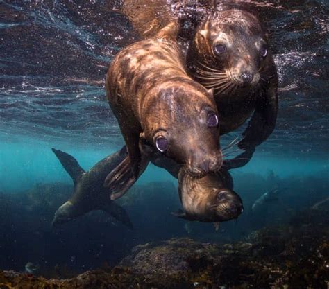 Coronado Islands Diving: #1 Exclusive Sea Lion Paradise