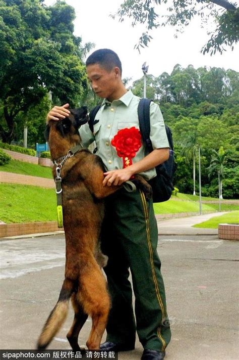 老兵退伍要离开 军犬抱着他的腰不放 新浪图片