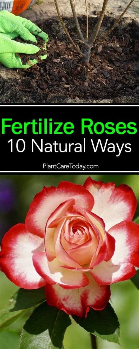 How To Fertilize Roses 10 Natural Ways Rose Fertilizer Rose Plant