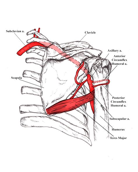 Axillary Artery & its Branches on Behance