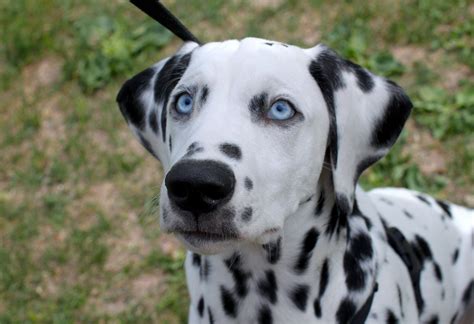 Dogs Of Helsinki Sulo 17 Week Old Dalmatian His Blue Eyes Are