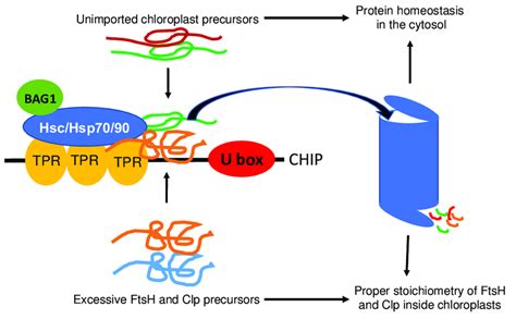 Chip Mediated Chloroplast Protein Quality Control Molecular Chaperones