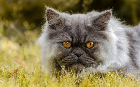 Wallpaper Animals Yellow Eyes Grass Whiskers Persian Flower