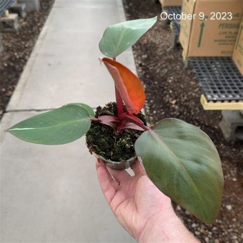 Philo Pink Princess Tri State Foliage In House Availability