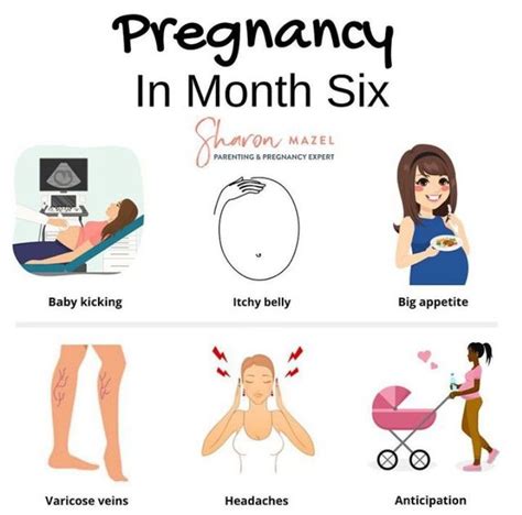 Pregnancy In Month Six Pregnancy Guide Pregnancy Info Pregnancy Months