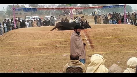 Bull Race Nathwala Akhara Bail Tombi Nathwala Baba Choudhry