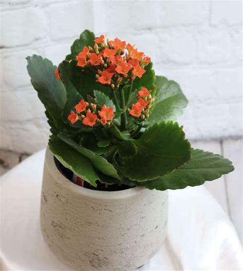 Orange Kalanchoe Plant By The Avenue J Florist