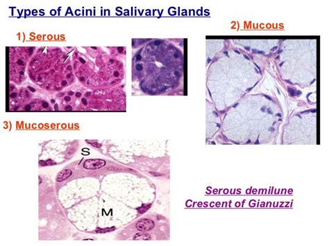 Salivary Glands Andpancreas