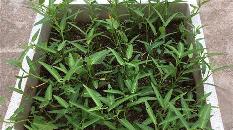 How To Grow Water Spinach From Cuttings In Pots At Home Youtube