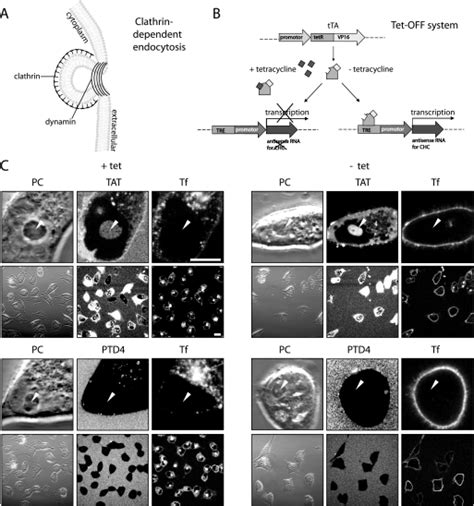 Transduction Of Tat Is Independent Of Clathrin Mediated Endocytosis