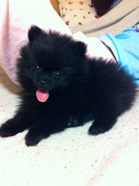 Black Pomeranian Baby