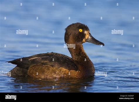 Tufted Duck Aythya Fuligula Swimming Female Iceland Myvatn Stock