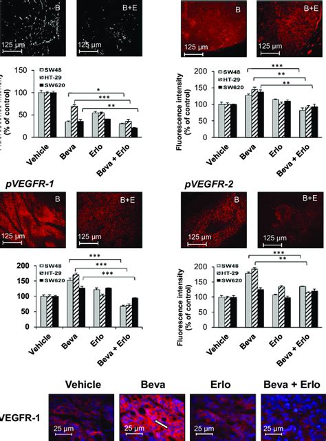 Influence Of Bevacizumab Erlotinib And Their Combination On Tumor