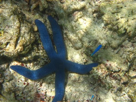 Fiji-Snorkeling-Underwater-Pictures-Amunuca-Resort-104