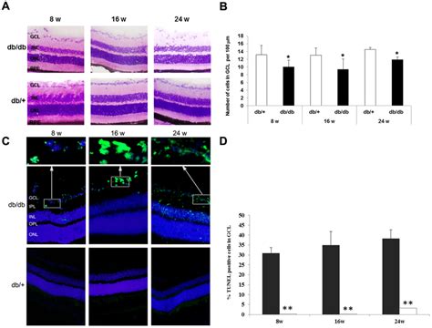 Images Demonstrating The Progressive Loss Of Cells In Retinal Ganglion