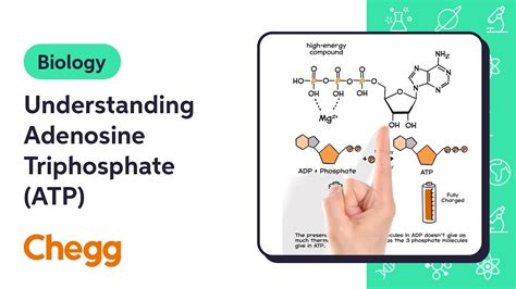 Understanding Adenosine Triphosphate Atp Biology Youtube