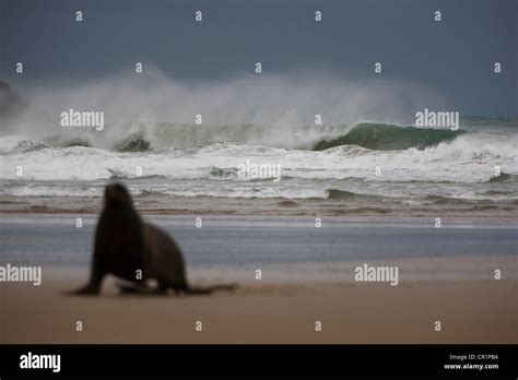 Sea Lion Walking On Beach Stock Photo Alamy