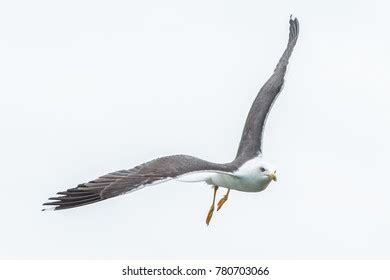 Flying Seagull Wings Spread Stock Photo 780703066 | Shutterstock