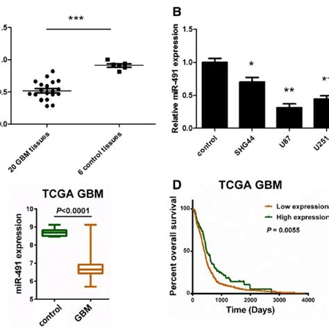 MiR 491 Is Reduced In Glioma Which Is Correlated With Poor Prognosis