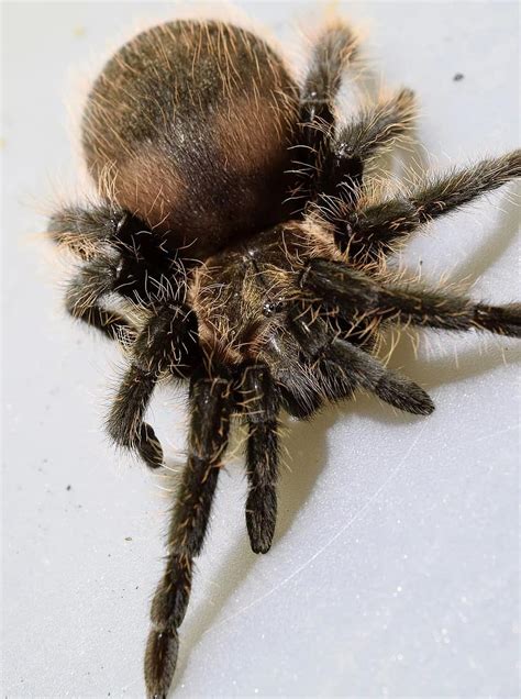 The Curly Hair Tarantula Spider Macro Close Up Small Spider