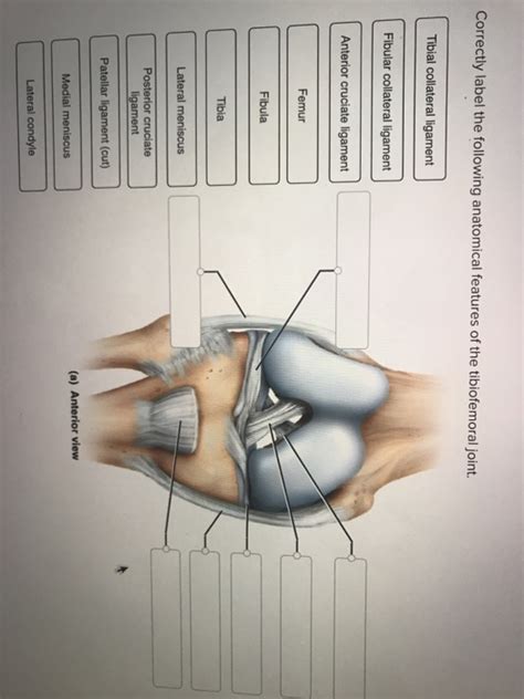 Solved Correctly Label The Following Anatomical Features Of