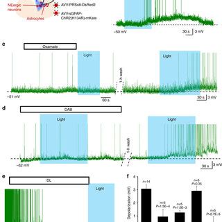 Putative Mechanisms Of L Lactate Signalling Between Astrocytes And