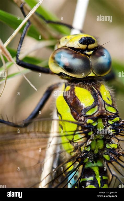 The Southern Hawker Or Blue Hawker Aeshna Cyanea Is A Species Of