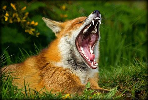 a red fox yawns in the grass with its mouth open and it's teeth wide open