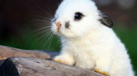 Cute Bunny Wallpapers - Top Những Hình Ảnh Đẹp